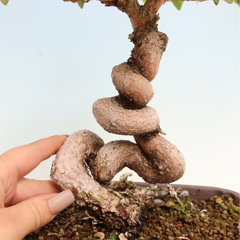 Vonkajšie bonsaje -Carpinus CARPINOIDES - Hrab kórejský