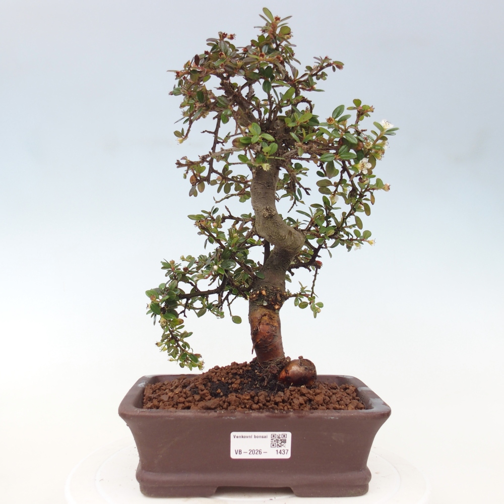 Vonkajší bonsaj-Cotoneaster dammeri - Damerova skala