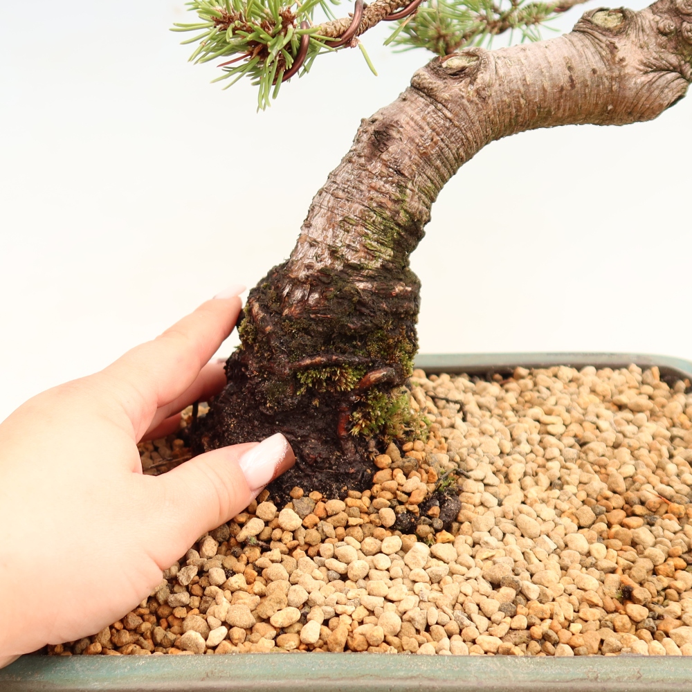 Vonkajšie bonsaje – Pinus mugo Humpy – borovica krivá