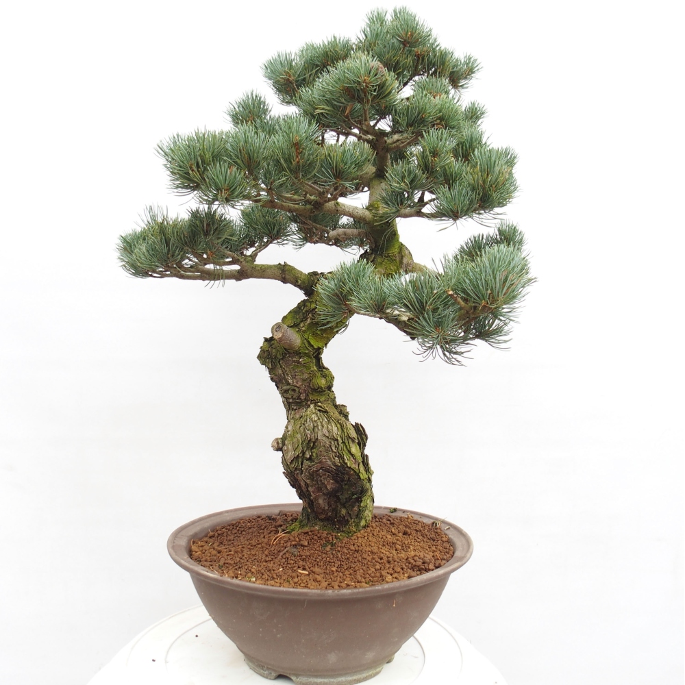 Vonkajšie bonsai - Pinus parviflora - Borovica drobnokvetá