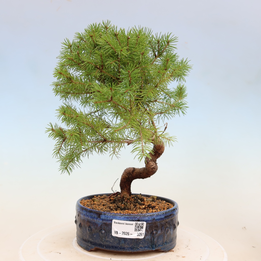 Vonkajší bonsai – Smrek sivý – Picea glauca globe
