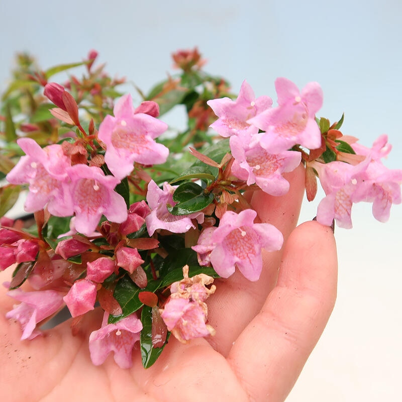 Vonkajší bonsai - Abelia Grandiflora - Abélia veľkokvetá