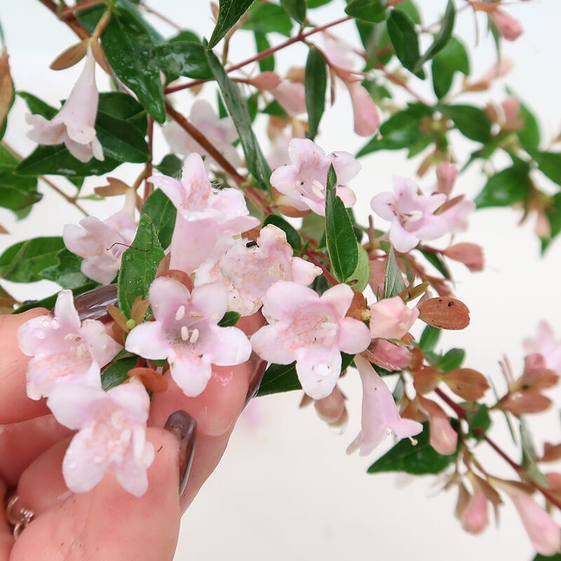 Vonkajší bonsai - Abelia Grandiflora - Abélia veľkokvetá