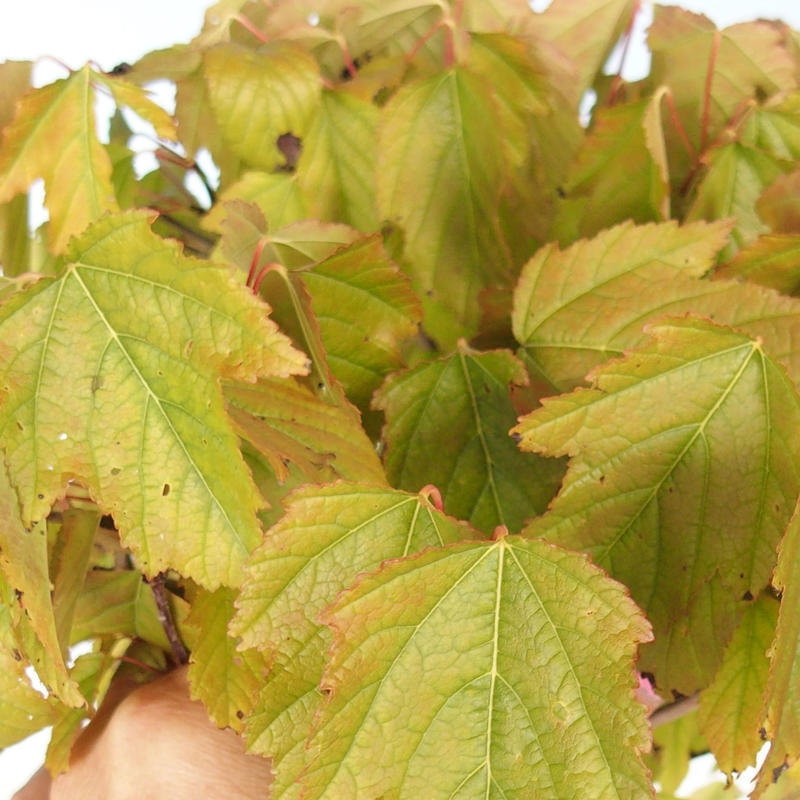 Vonkajšie bonsai - Acer ginala - Javor ohnivý