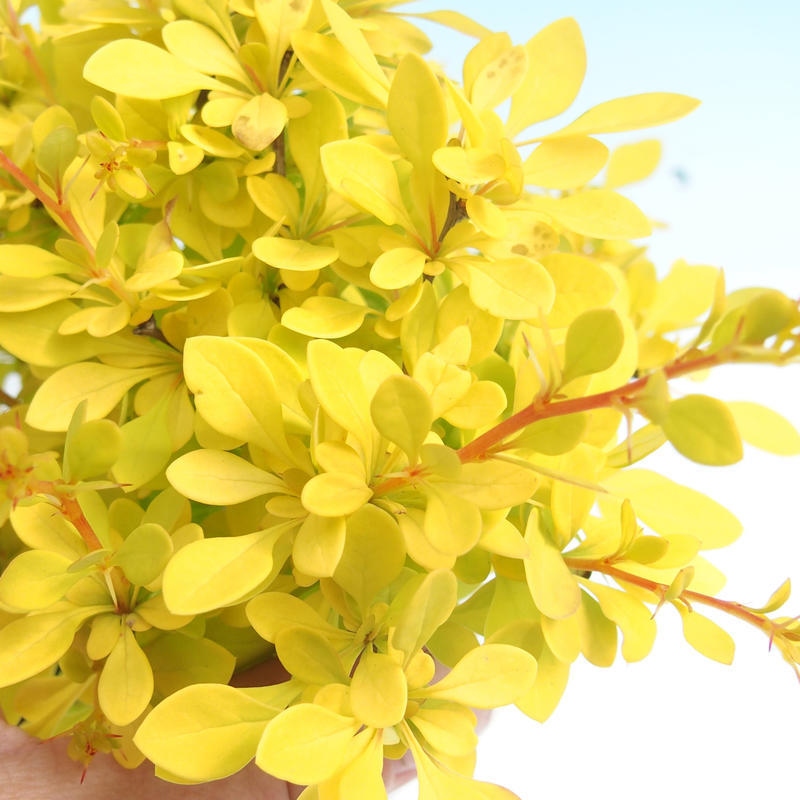 Vonkajšie bonsai - Berberis thunbergii - dráč
