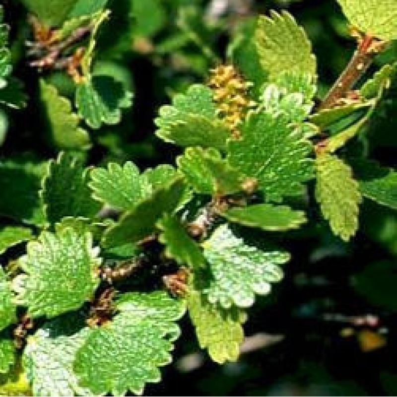 Vonkajší bonsai - breza trpasličí - Betula NANA Treasure