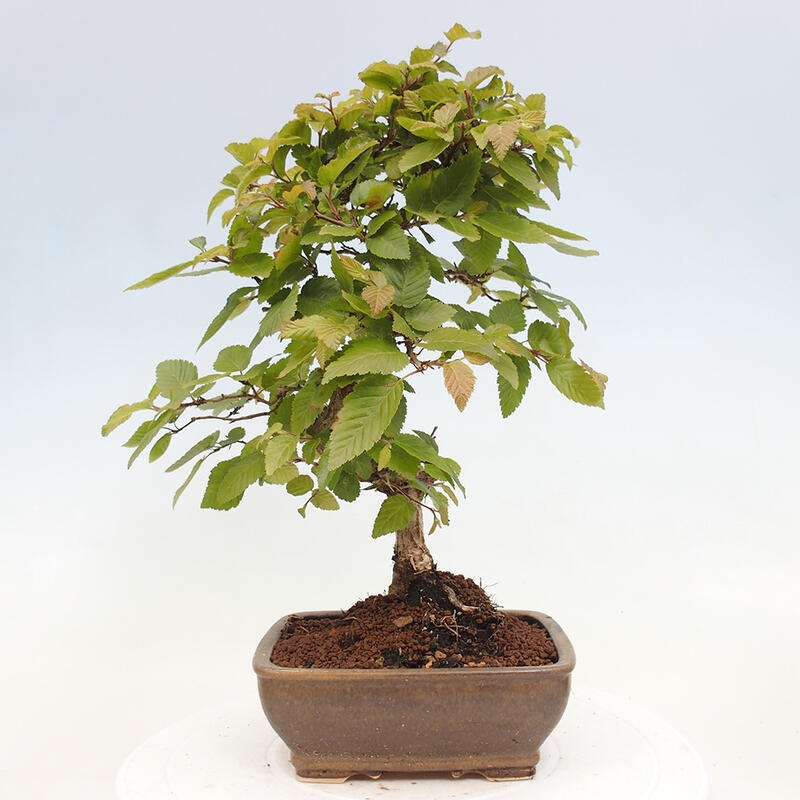 Vonkajší bonsai -Carpinus CARPINOIDES - Hrab kórejský