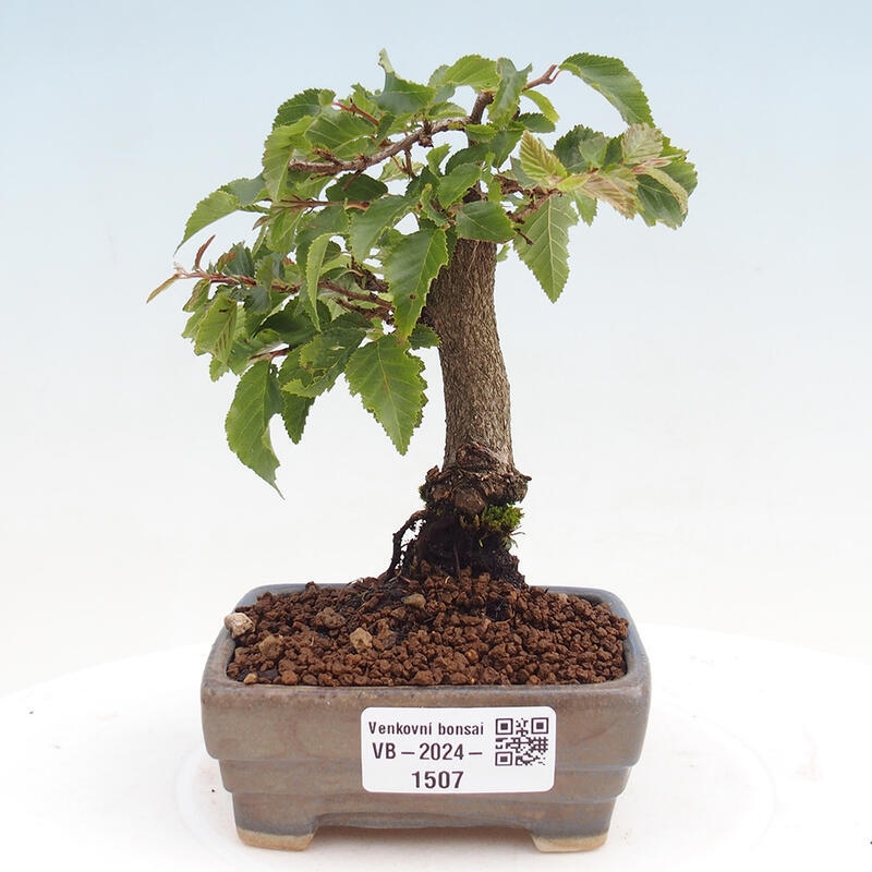 Vonkajší bonsai -Carpinus CARPINOIDES - Hrab kórejský
