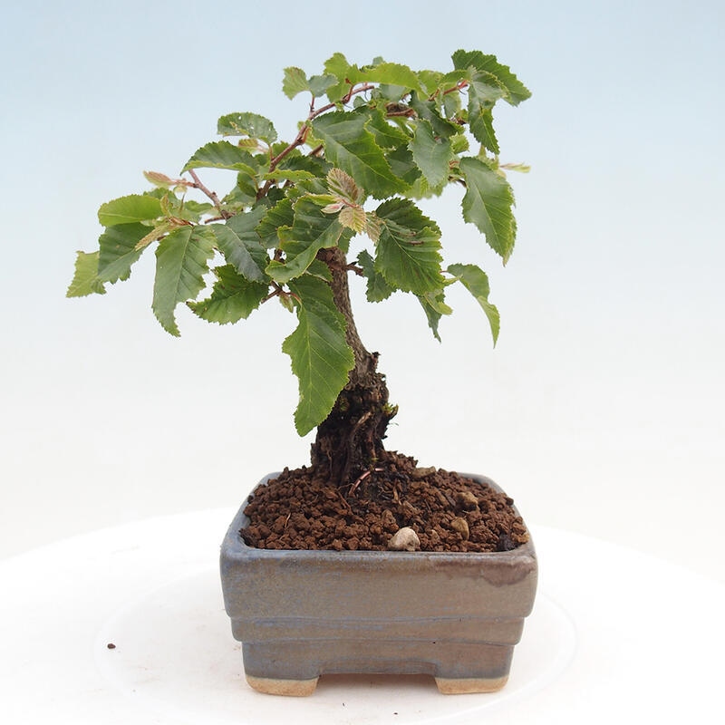 Vonkajší bonsai -Carpinus CARPINOIDES - Hrab kórejský