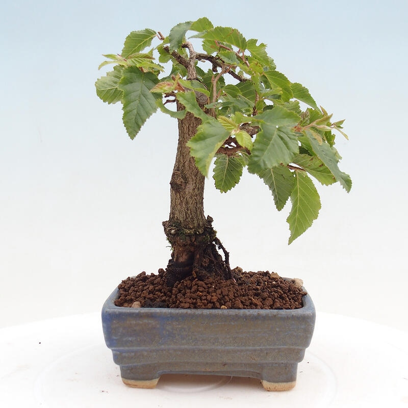 Vonkajší bonsai -Carpinus CARPINOIDES - Hrab kórejský