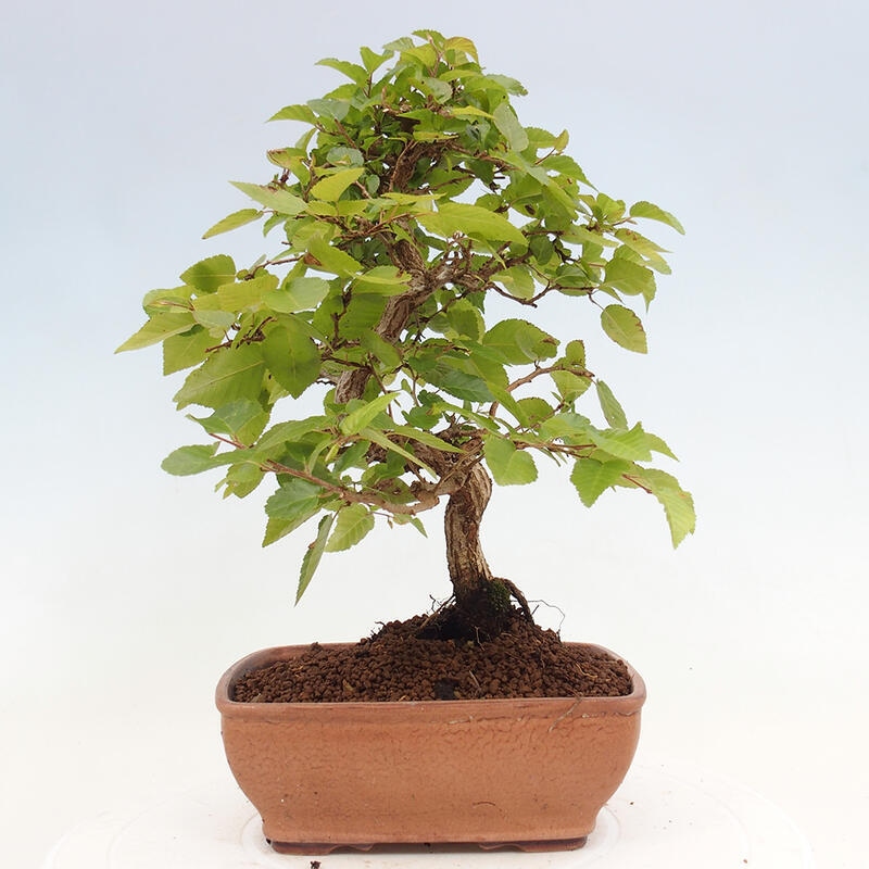 Vonkajší bonsai -Carpinus CARPINOIDES - Hrab kórejský