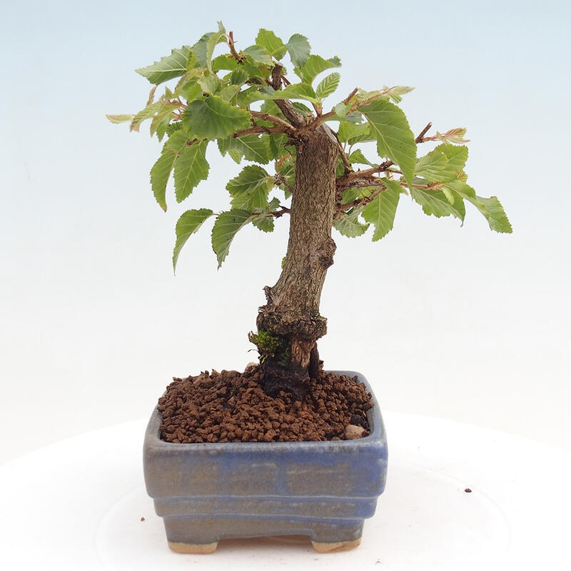 Vonkajší bonsai -Carpinus CARPINOIDES - Hrab kórejský