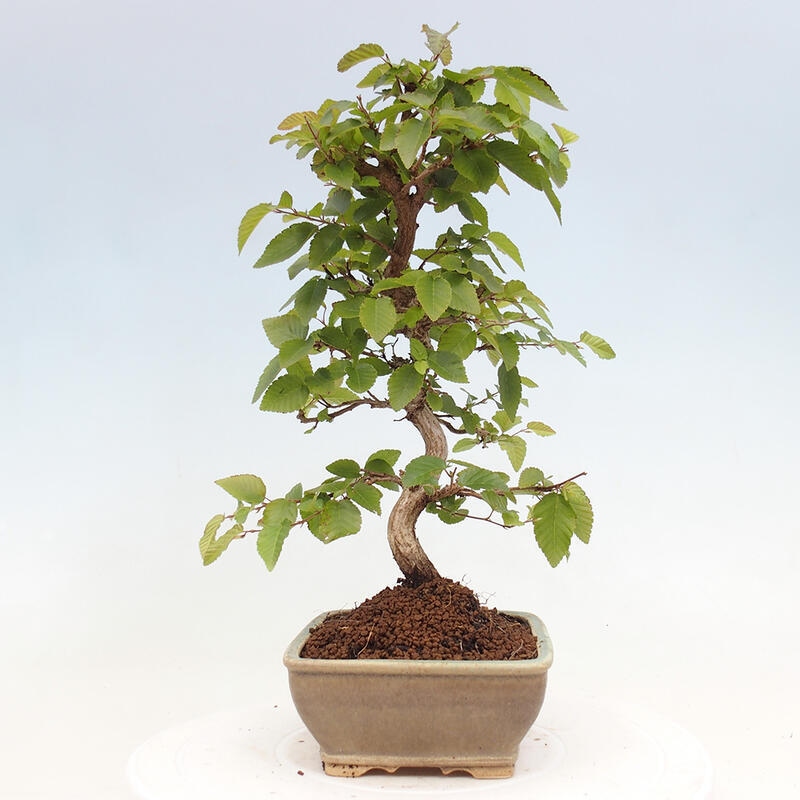 Vonkajší bonsai -Carpinus CARPINOIDES - Hrab kórejský