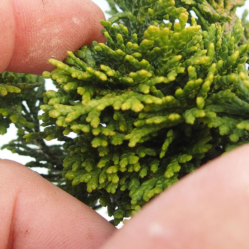 Vonkajší bonsai - Cham.pis obtusa Nana Gracilis - Cyprus