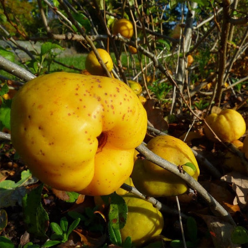 Vonkajšie bonsai - Chaneomeles s. Red Joy - Dulovec