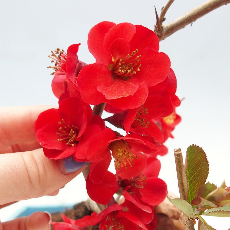 Vonkajšie bonsaje - Chaneomeles sup. Nicoline - Kdoule