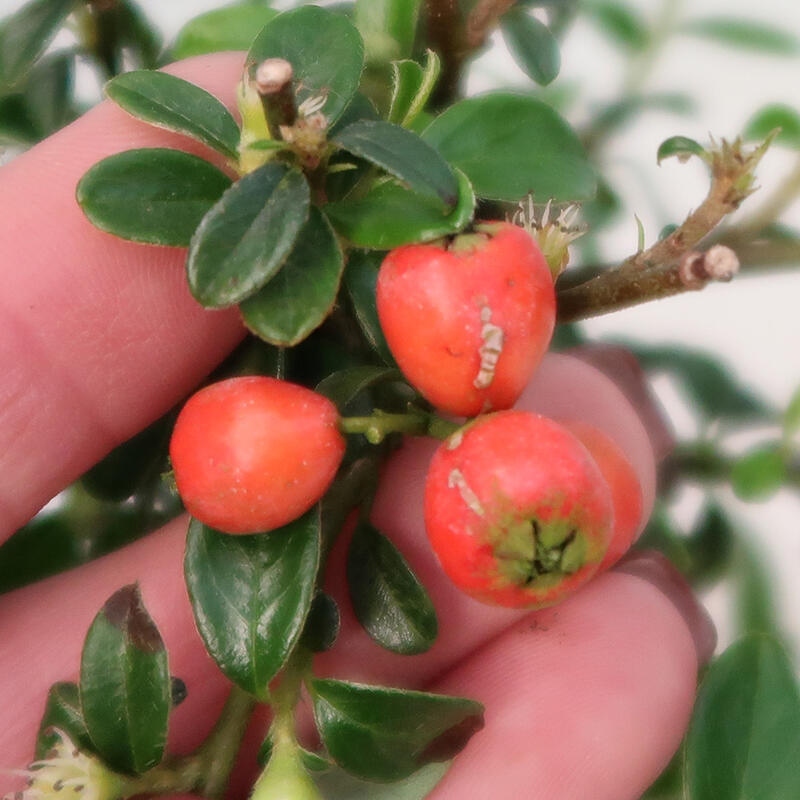 Vonkajší bonsai-Cotoneaster dammeri - Skalník Damerov