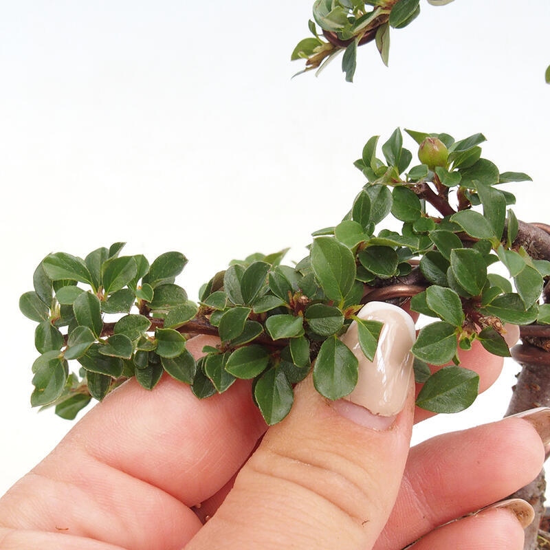 Vonkajší bonsai-Cotoneaster horizontalis - Skalník