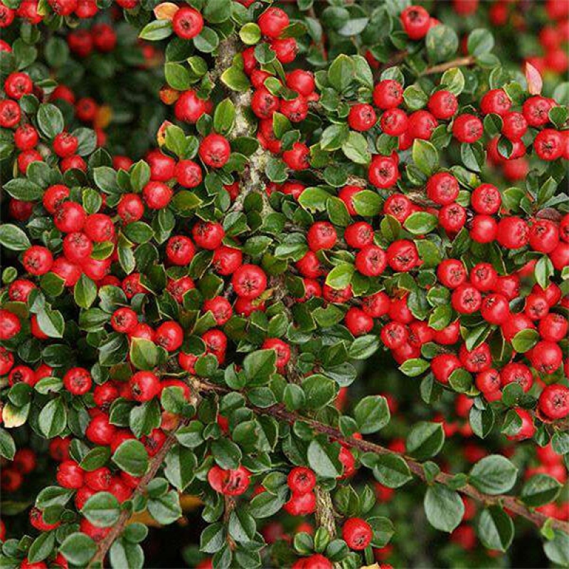 Vonkajší bonsai - Cotoneaster horizontalis - Skalník