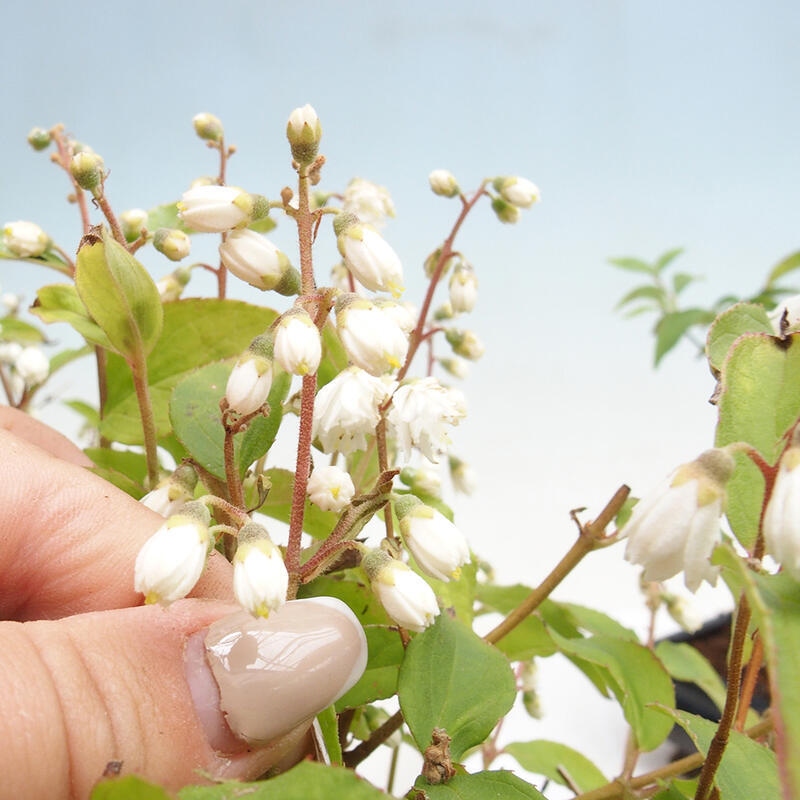 Vonkajší bonsai - Deutzia scabra Candidissima - Trojpuk