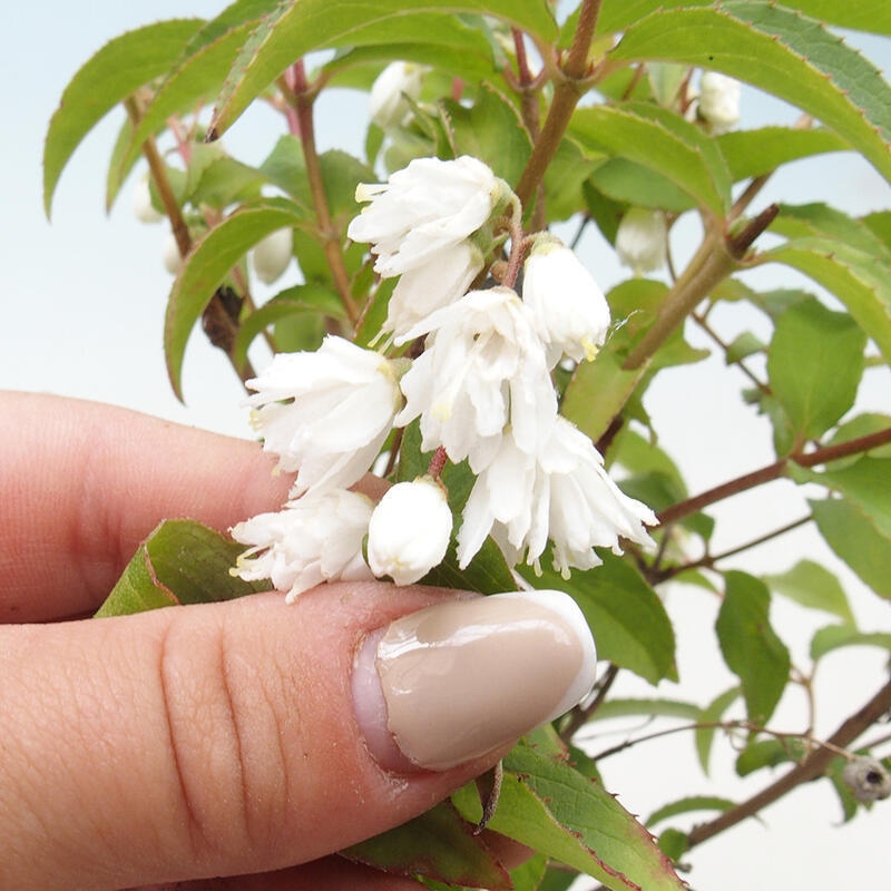 Vonkajší bonsai - Deutzia scabra Candidissima - Trojpuk