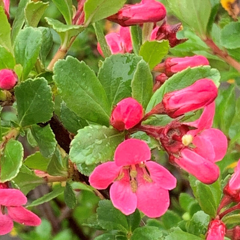 Vonkajší bonsai - Escallonia 'Dart's Rosy Red' - Zábluda