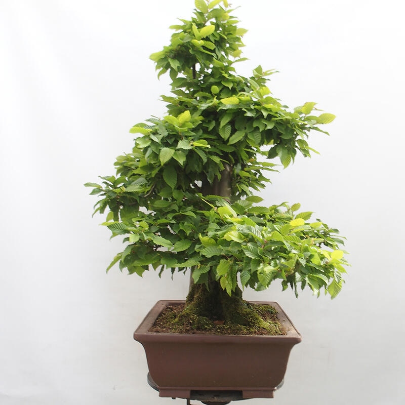 Vonkajší bonsai - Hrab obyčajný - Carpinus betulus