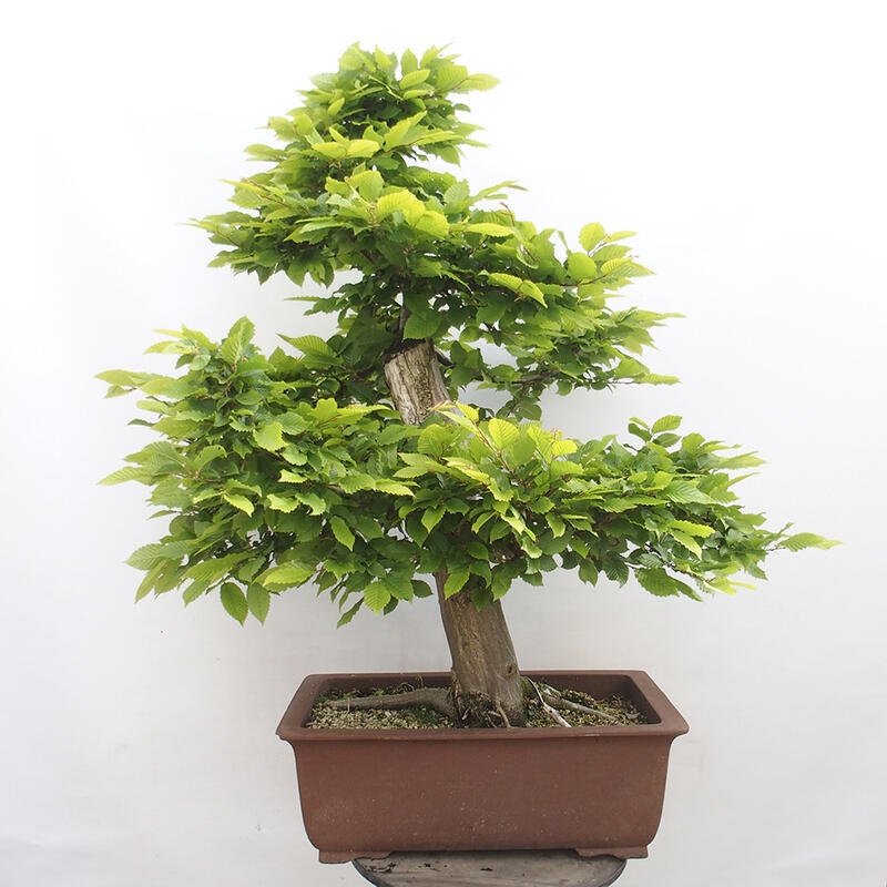 Vonkajší bonsai - Hrab obyčajný - Carpinus betulus