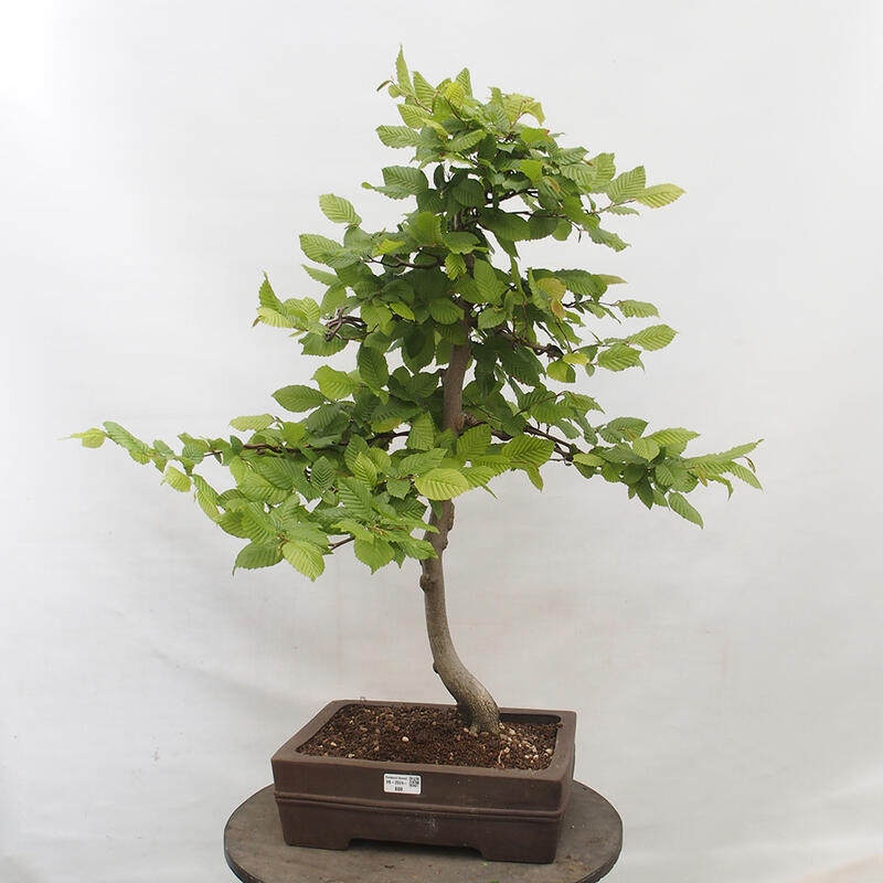 Vonkajší bonsai - Hrab obyčajný - Carpinus betulus