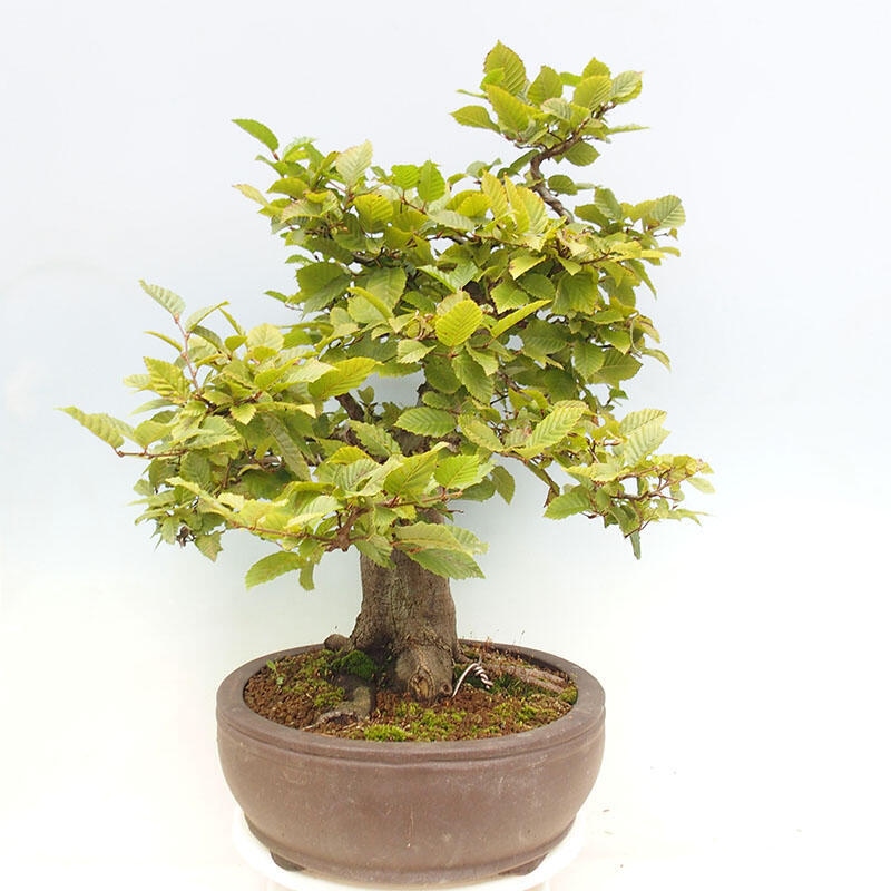 Vonkajší bonsai - Hrab obyčajný - Carpinus betulus