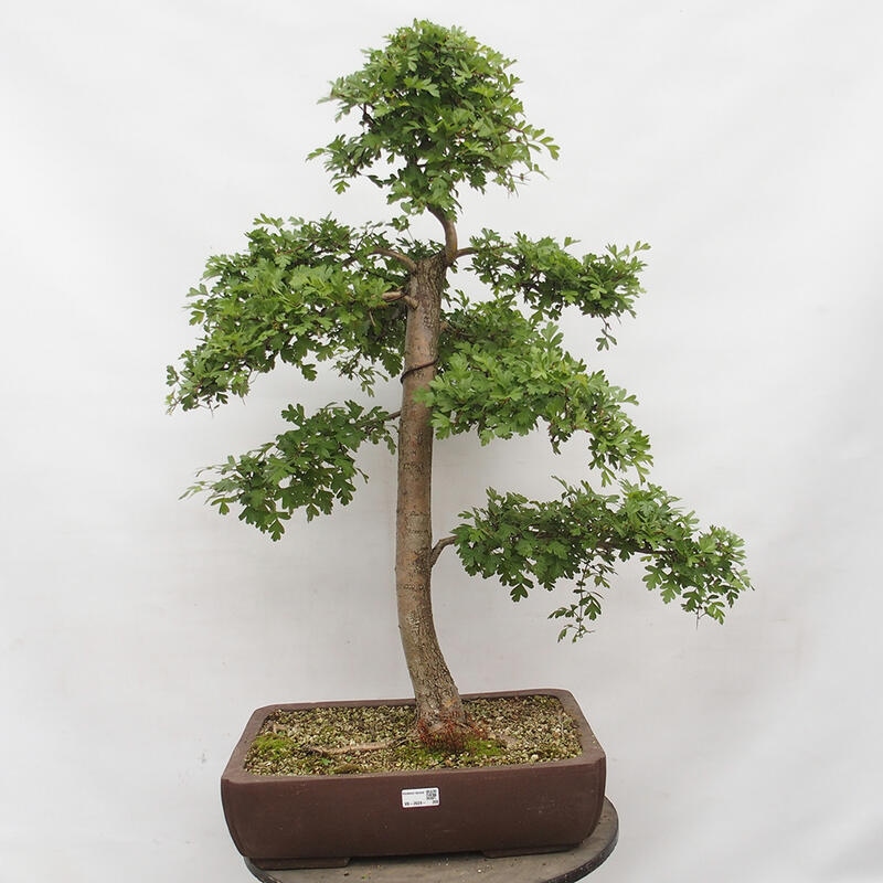 Vonkajší bonsai - Hloh - Crataegus monogyna