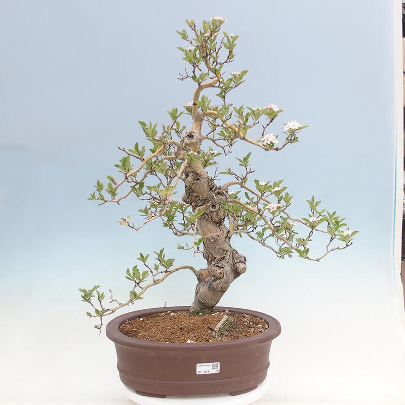 Vonkajší bonsai - Hloh klinovitý - Crataegus cuneata