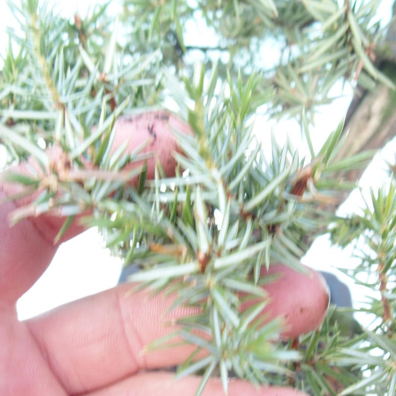 Vonkajšie bonsai - Jalovec Rigid - Juniperus Rigid