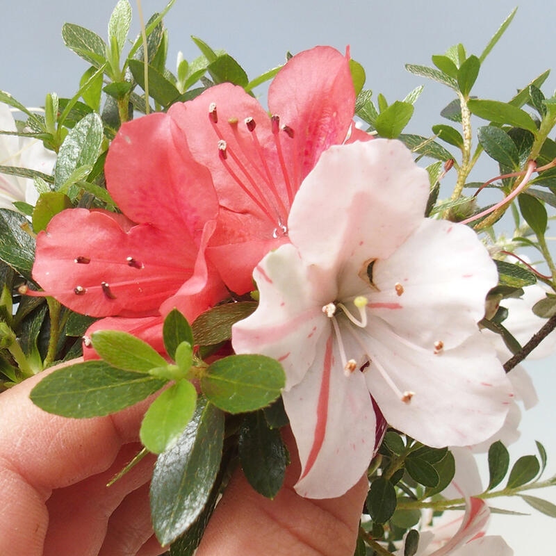 Vonkajší bonsai - Japonská azalka - Azalea Kotaro