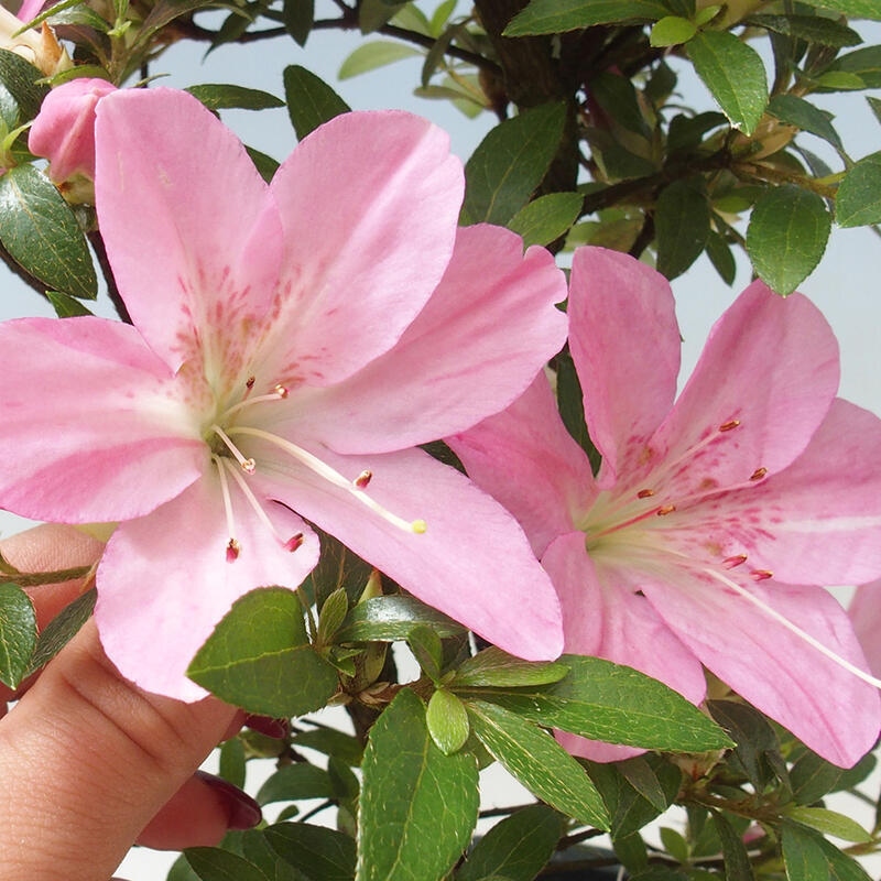 Vonkajšie bonsaje - Japonské azalky - Azalea Nasuno