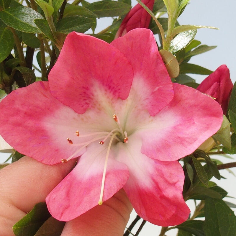 Vonkajší bonsai - Japonská azalka - Azalea Rin