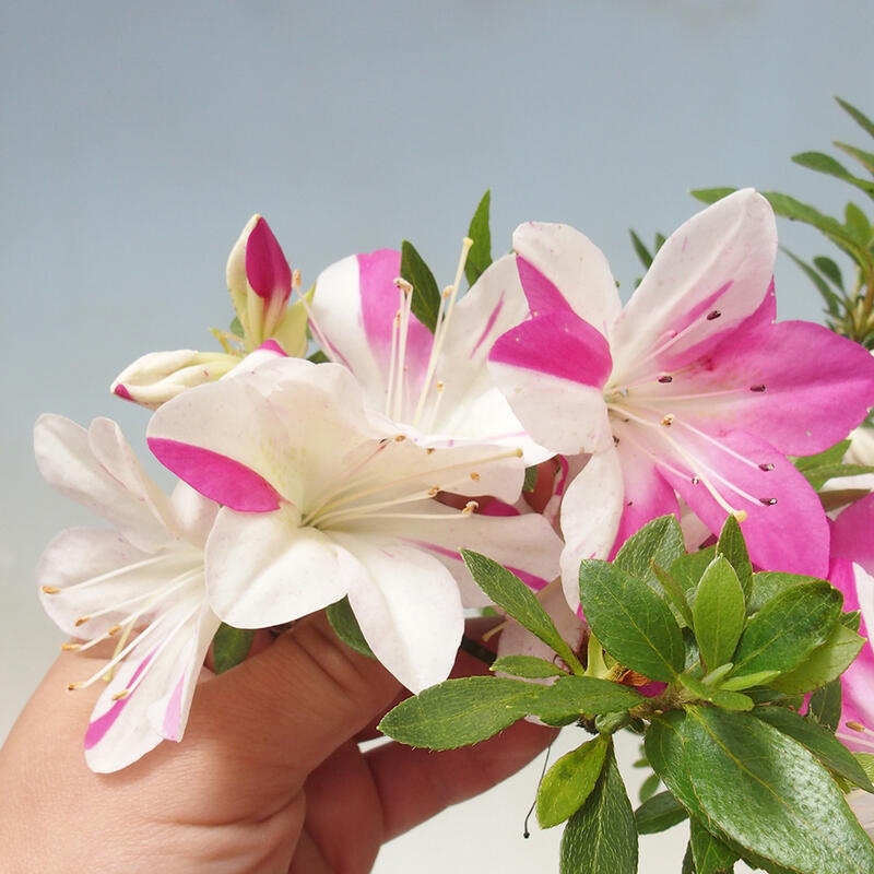 Vonkajšie bonsaje - Japonské azalky - Azalka ručná