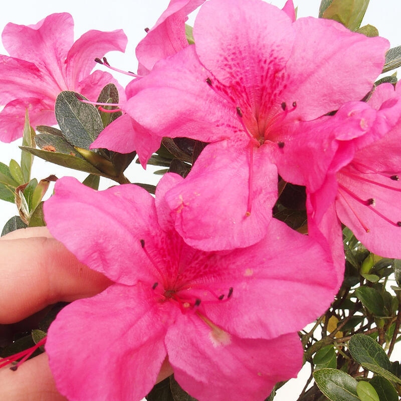 Vonkajší bonsai - Japonská azalka - Azalea sp.