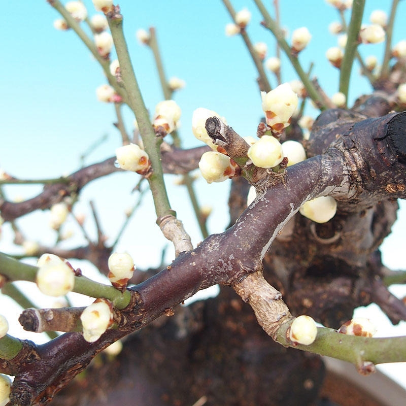 Vonkajšie bonsaje – Japonská marhuľa – Prunus Mume