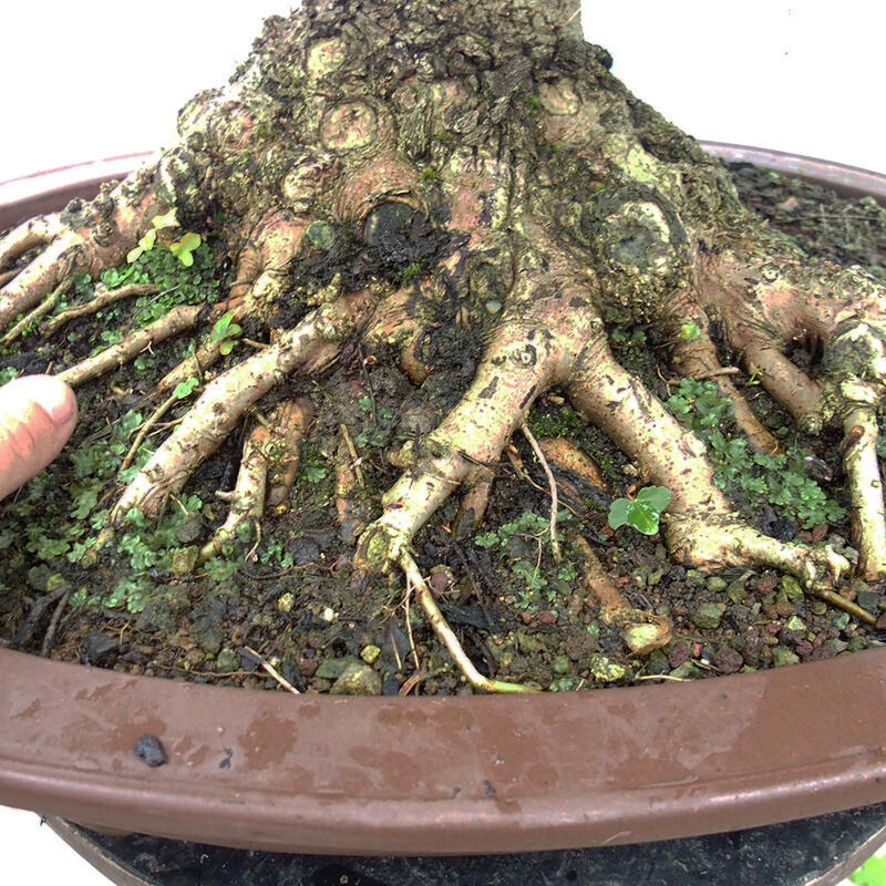 Vonkajší bonsai -Javor babyka - Acer campestre