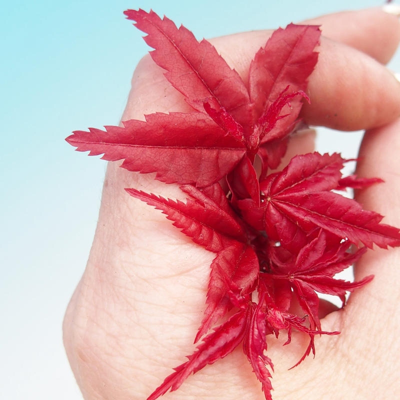 Vonkajší bonsaj - Acer palmatum DESHOJO