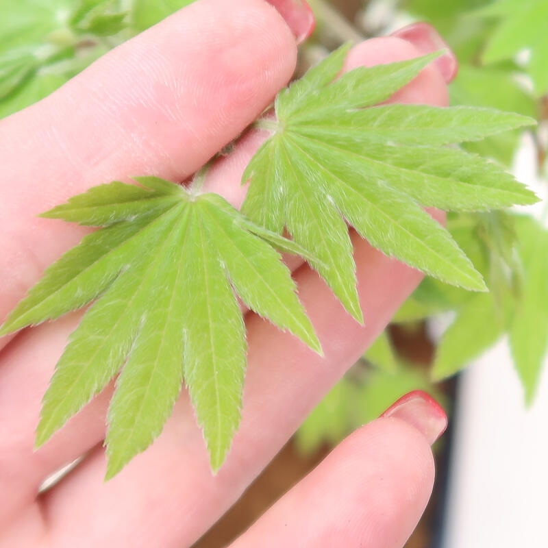 Vonkajší bonsai - Javor palmatum katsura GISAN - Javor dlanitolistý