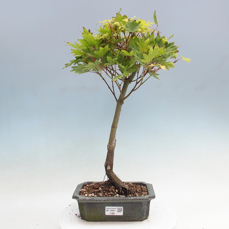 Vonkajší bonsai - Javor palmatum katsura GISAN - Javor dlanitolistý