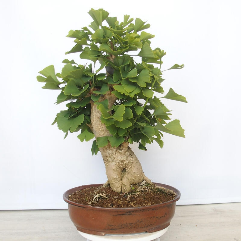 Vonkajší bonsai - Jinan dvojlaločný - Ginkgo biloba