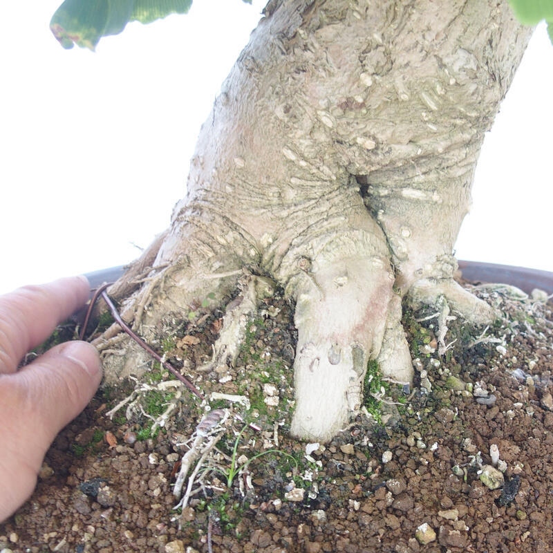 Vonkajší bonsai - Jinan dvojlaločný - Ginkgo biloba