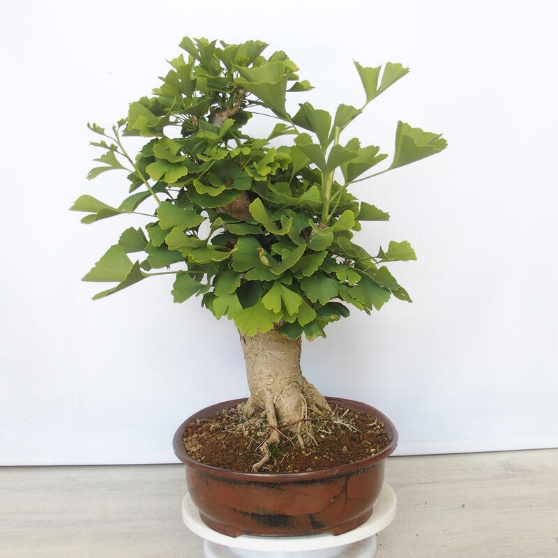 Vonkajší bonsai - Jinan dvojlaločný - Ginkgo biloba
