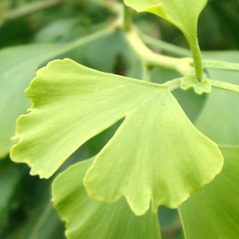 Vonkajšie bonsai - Ginko dvojlaločné - Ginkgo biloba