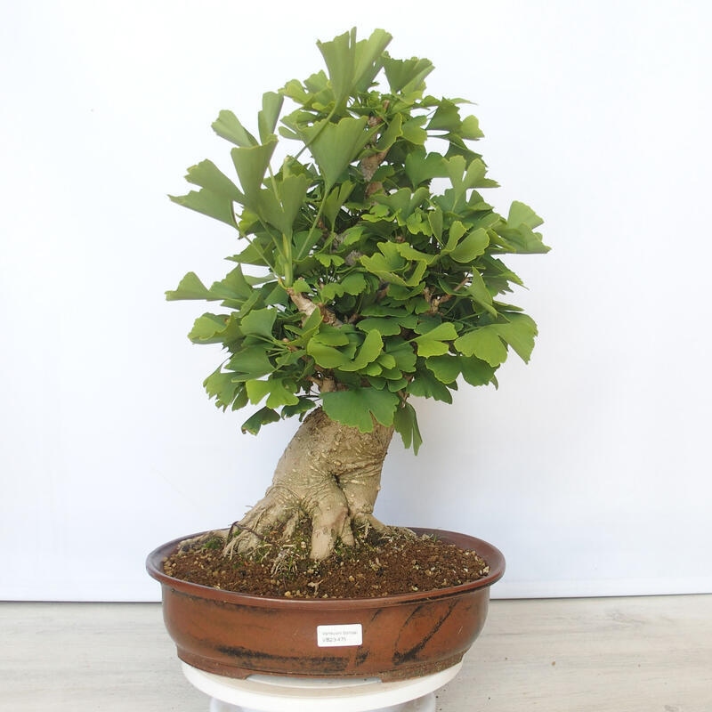 Vonkajší bonsai - Jinan dvojlaločný - Ginkgo biloba