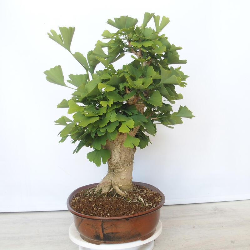Vonkajší bonsai - Jinan dvojlaločný - Ginkgo biloba