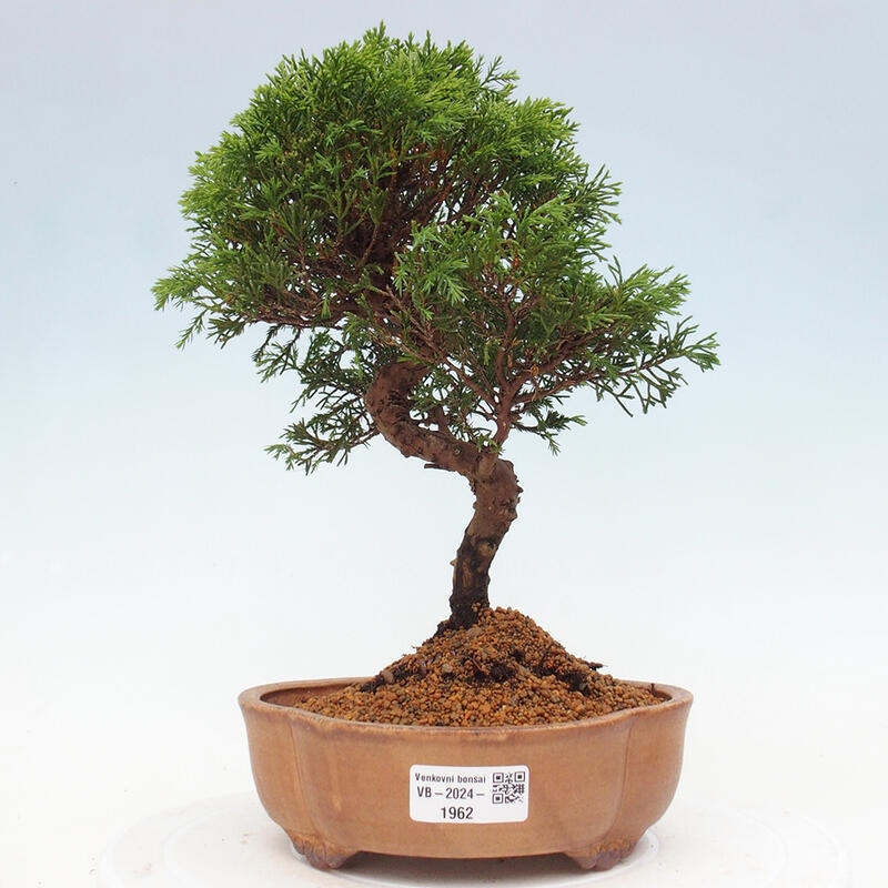 Vonkajší bonsai - Juniperus chinensis Itoigawa -Jalovec čínsky